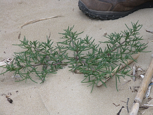 Salsola kali (riviera Conero)